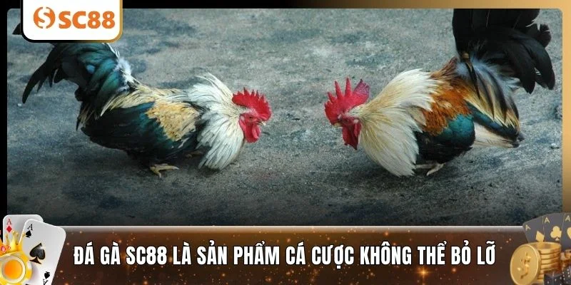 Đá gà SC88 là sản phẩm cá cược không thể bỏ lỡ