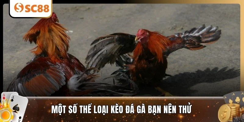 Một số thể loại kèo đá gà bạn nên thử