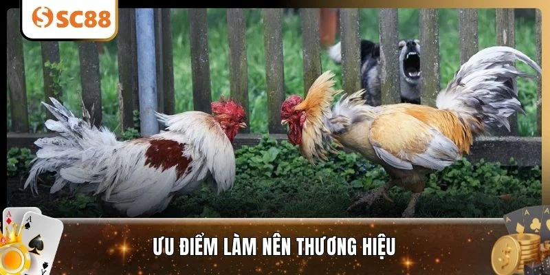 Ưu điểm làm nên thương hiệu